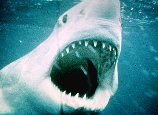 Ein Hai bedroht die Küste von Amity. Bild: Sender